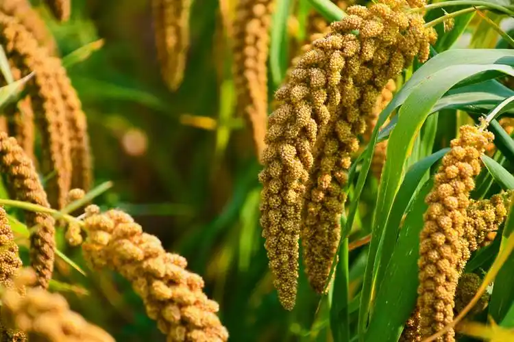 金色的谷穗原创拍摄