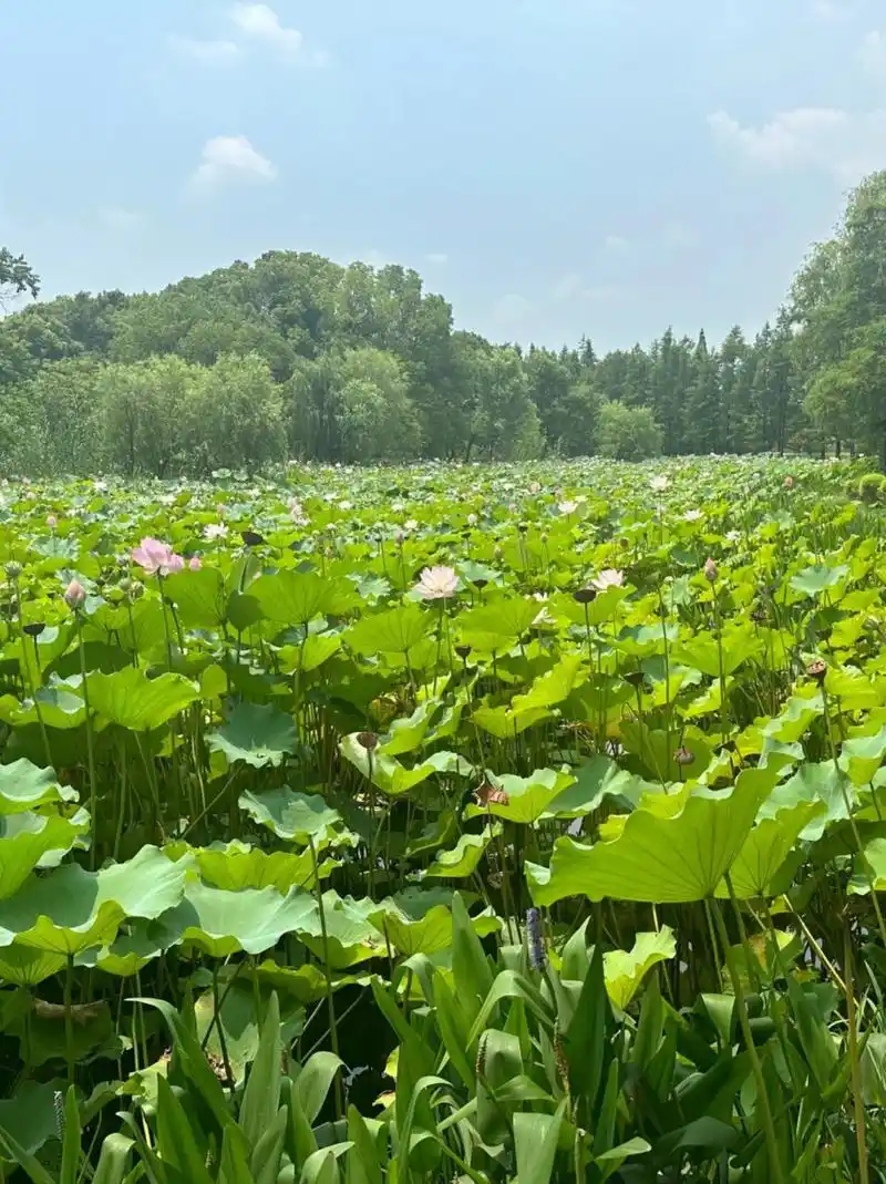 常熟尚湖风景区一日游 95趁着出差周末来常熟的尚湖风景区游玩了一