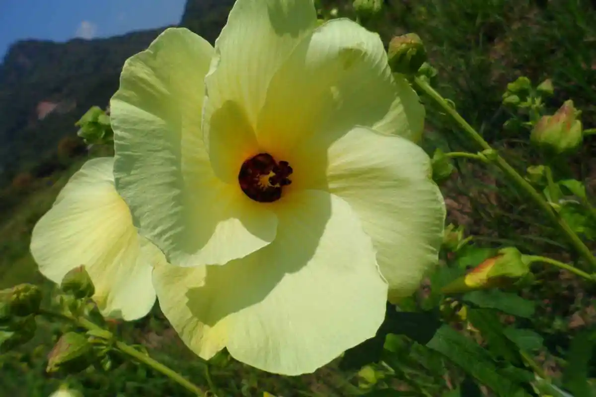 农村一种野菜,被吃到快要灭绝,现在连种子都能卖到上百元一斤!