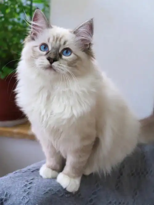 海豹山猫手套布偶猫弟弟可爱屁