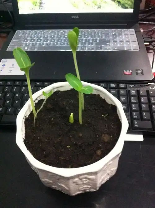 请问我的葫芦苗这样能结出葫芦吗?还要多久?我用分盆吗?我该怎么样?