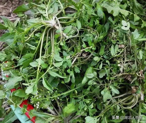 农村100种野菜图片名单 农村能吃的野菜100种-诚智百科网