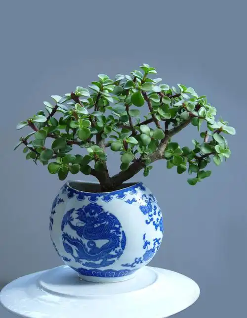 金枝玉叶盆景图片大全(金枝玉叶盆景图片大全欣赏) - 123植物网