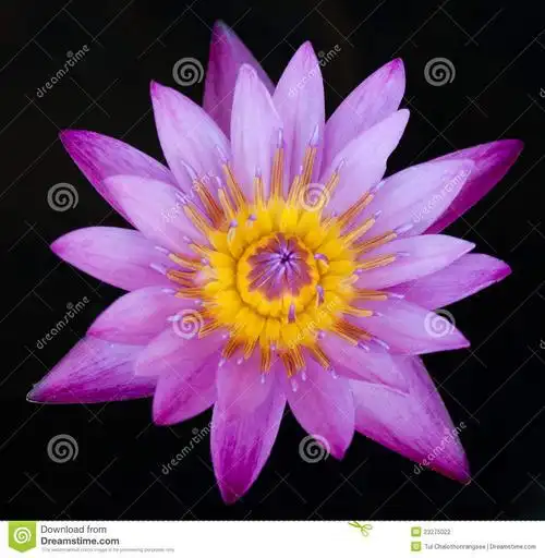 紫色莲花头像图片