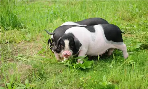 宁乡:坚持生态循环养殖 不断提升花猪品质