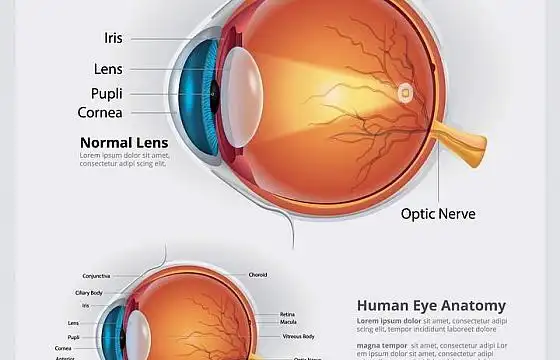 医学用的眼睛眼球结构解剖图和视力成像示意图免扣图片素材