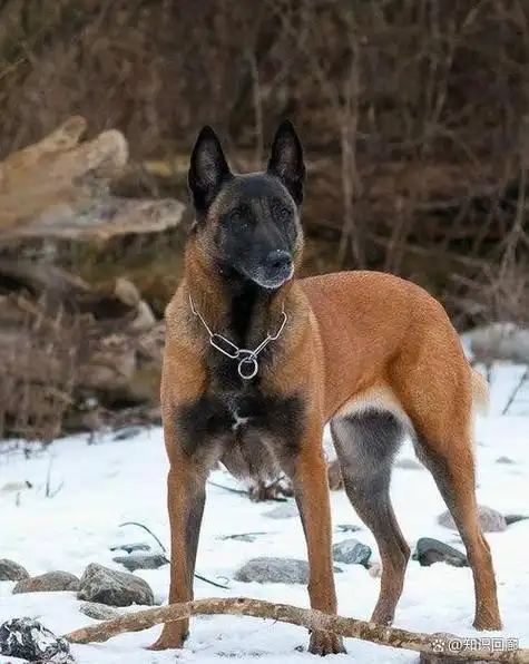 马里努阿犬通常被用作工作犬,例如警犬,救援犬,军犬等.