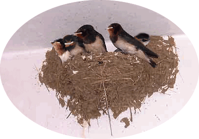 燕子夫妇雷小红朗诵南飞雁