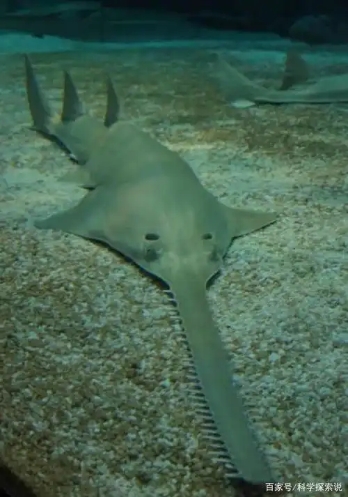 它比巨齿鲨咬人还狠,锯齿状的嘴长着30对牙齿,身体的33%都是嘴