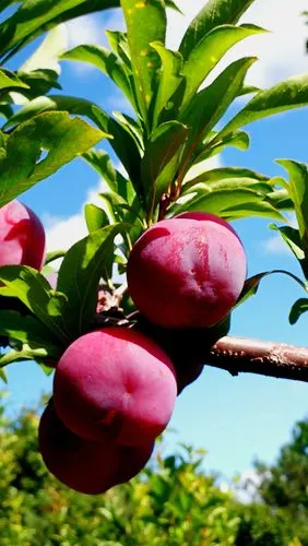 秋果坠枝香满园