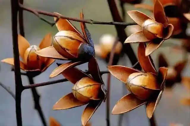 香椿子(香椿子图片,香椿子的功效与作用(其一可解决