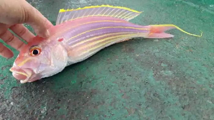 漂亮的红杉鱼,学名金线迪鲷