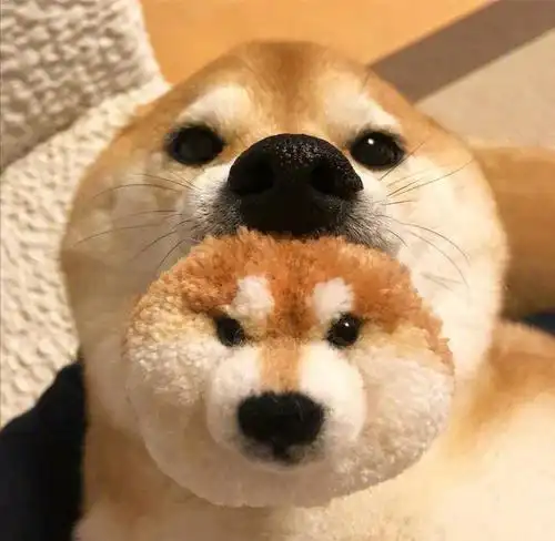 柴犬情侣头像一左一右