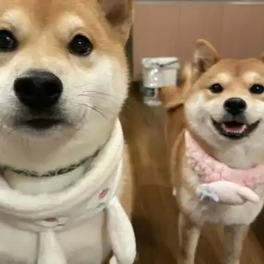 宠物情侣头像超萌一对一左一右可爱高质量动物情侣头像双人