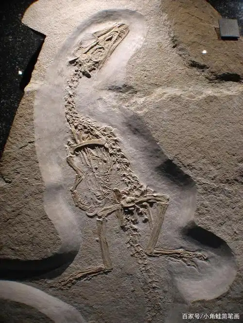 侏罗猎龙化石,被认为是已知最完整的欧洲兽脚类恐龙化石.