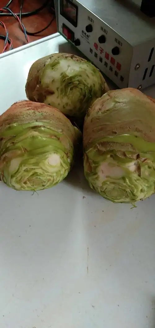 [腌大头菜批发]腌制大头菜 散装 1个月价格0.3元/斤 - 惠农网