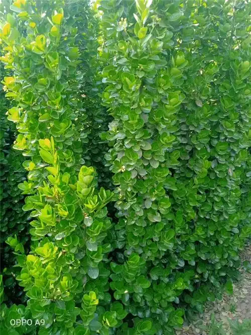 北海道黄杨苗木 北海道黄杨报价 北海道黄杨量大优惠