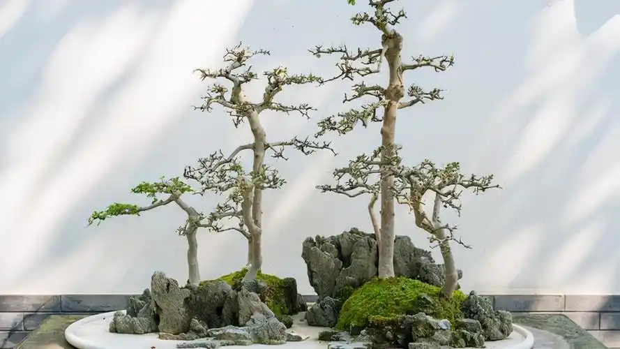 丛林式盆景是大自然的缩影,9个步骤自己在家造型,感觉与众不同