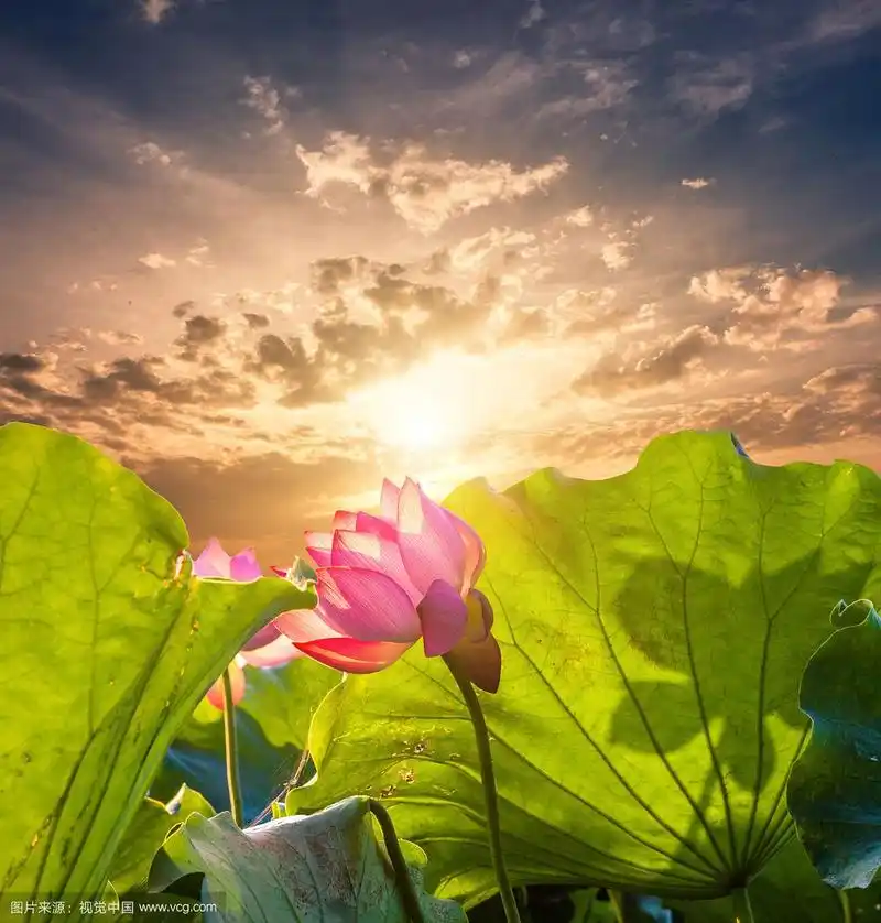 日出东方荷