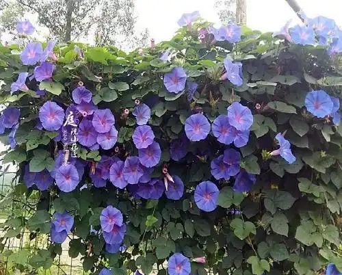 万圣节英国宿根牵牛牵牛花花盆多年生耐寒耐热攀岩花卉