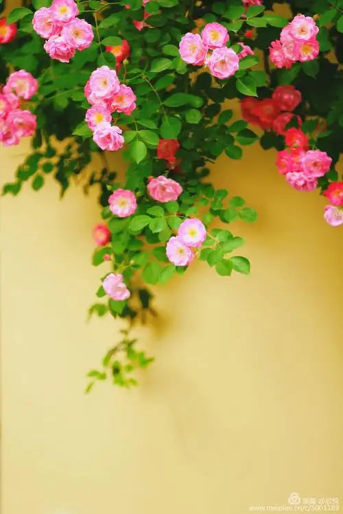 记忆深处,那一朵美丽的蔷薇花 - 美篇