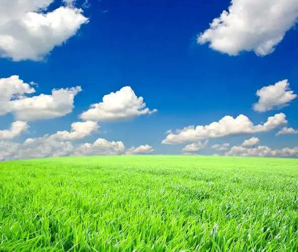背景,在蓝天下绿草