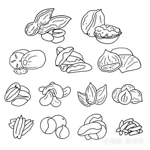 手工绘制的坚果插画-正版商用图片0u58pc-摄图新视界