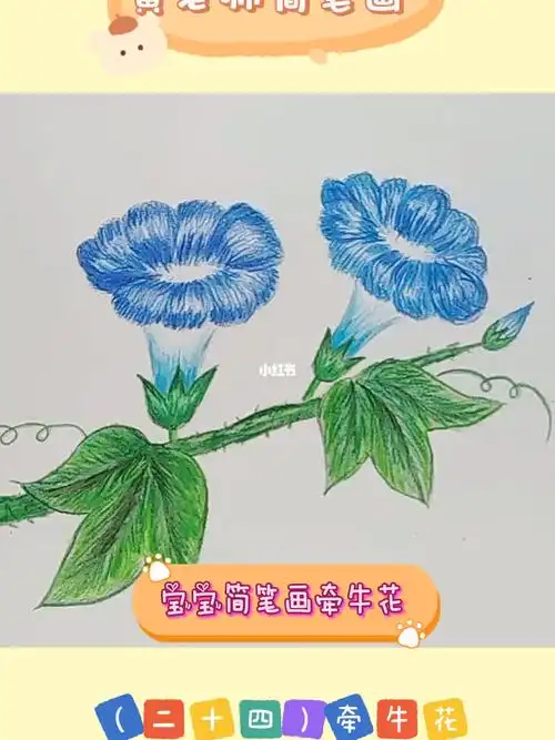 简笔画牵牛花