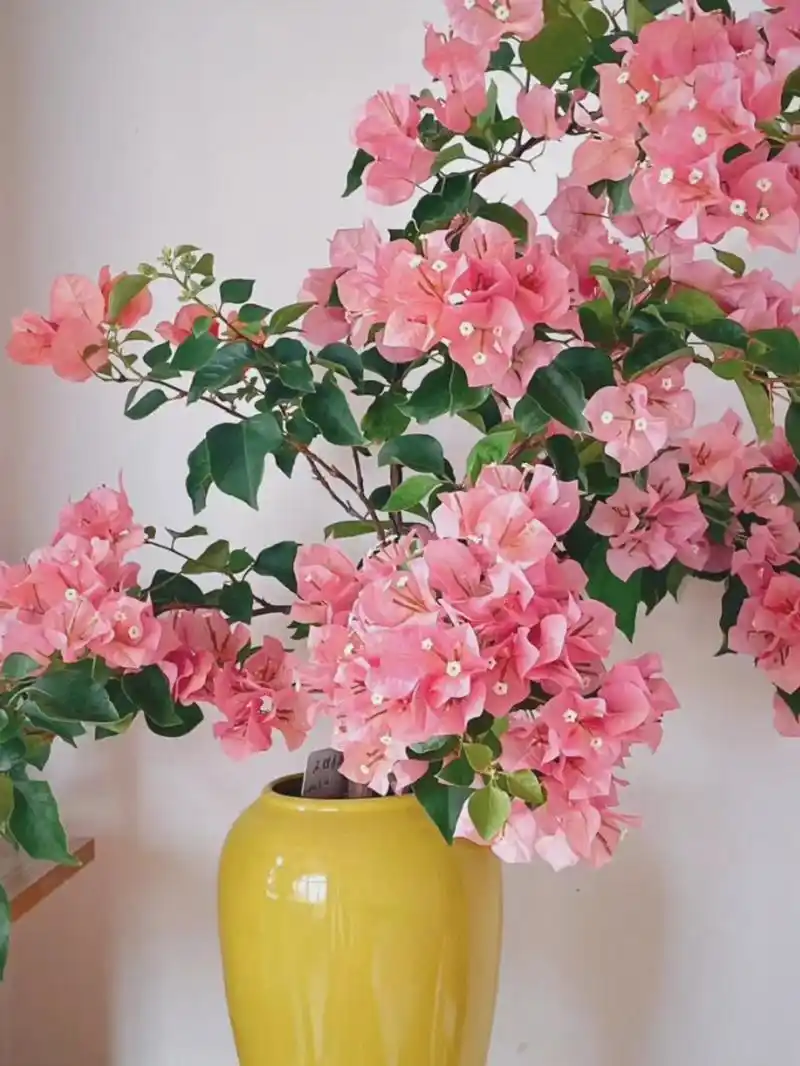 粉色三角梅,瞬间被它的美丽所吸引,仿佛置身于浪漫的童话世界中.