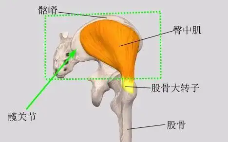 臀中肌位置