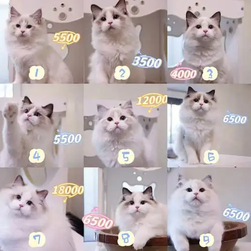 布偶猫公开价格找家长啦再也不用礼貌问价