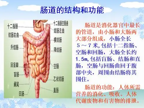 肠道疾病的防治.ppt