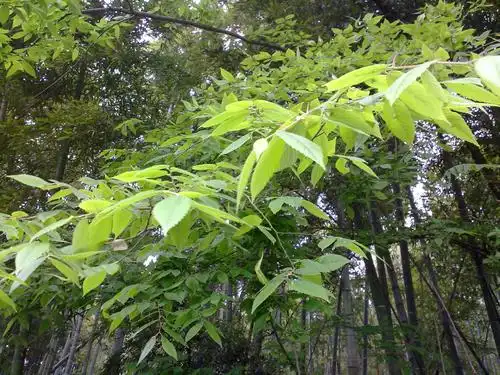 请问园林专家,这是什么树