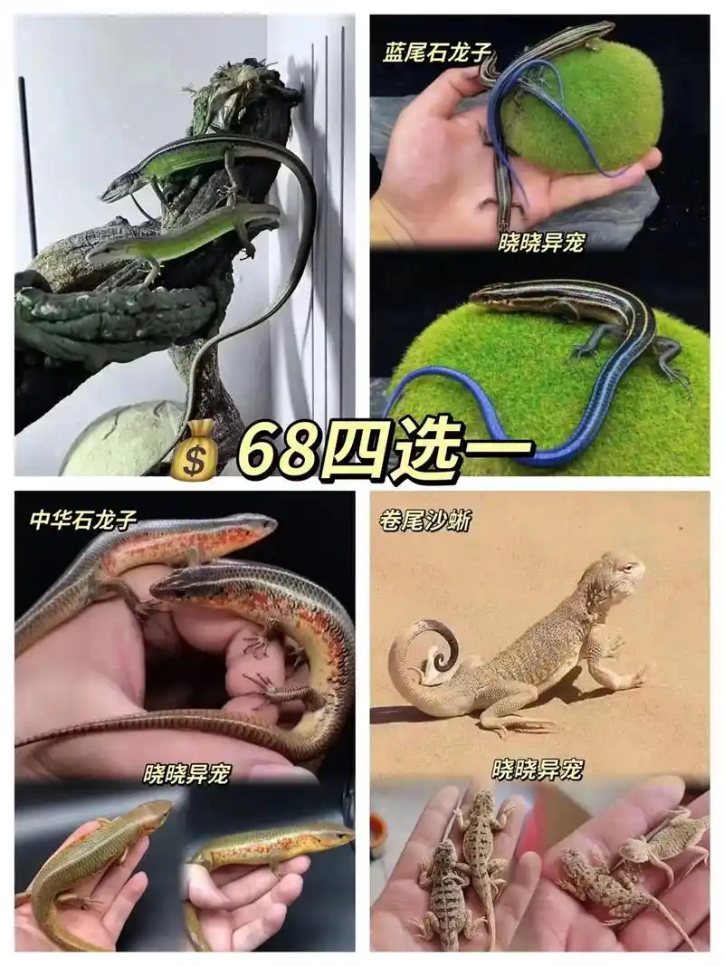 不占空间的爬宠种类价格#爬宠 #蜥蜴 - 抖音