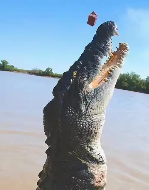 传奇巨鳄古斯塔夫传闻伤害300多人子弹打不伤至今下落成谜