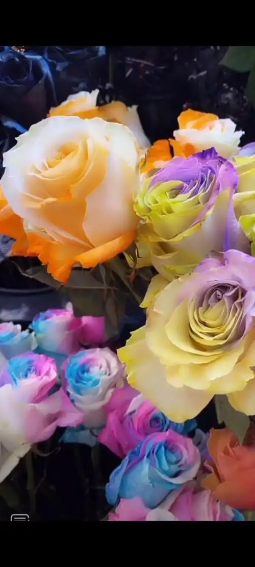 请您欣赏……炫彩玫瑰