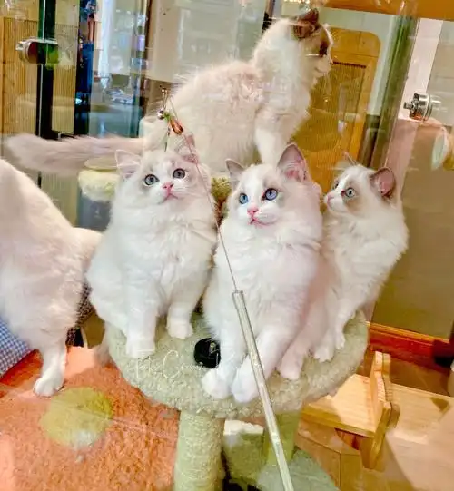 布偶猫舍日常小猫咪每天都在成长