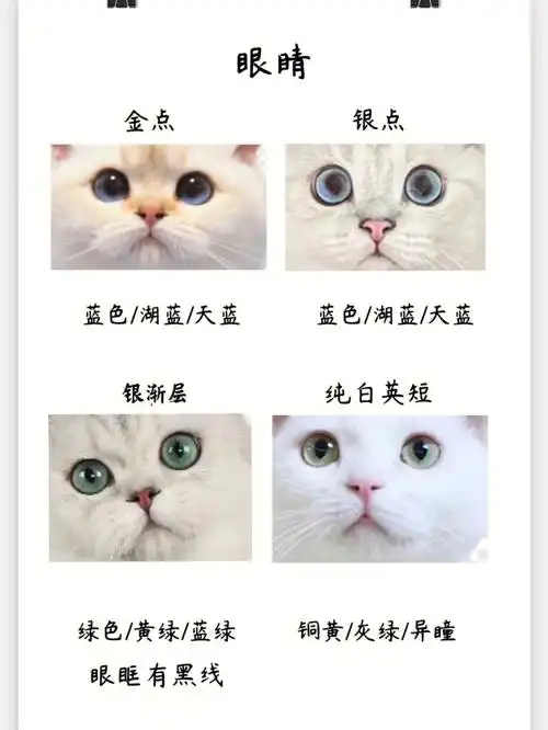 金点银点银渐层纯白英短最全辨认攻略