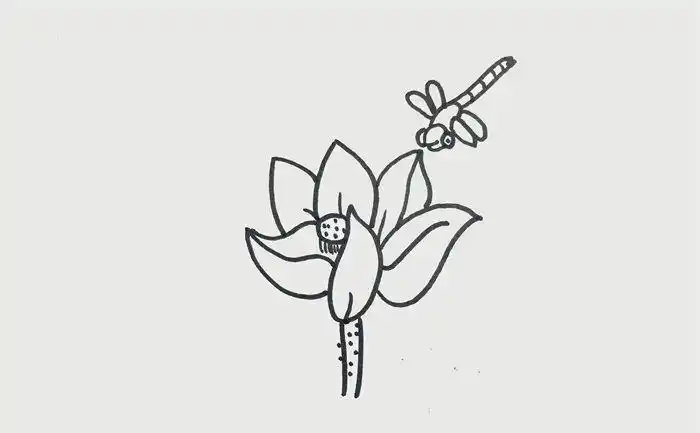 有荷花和蜻蜓的画法简笔画