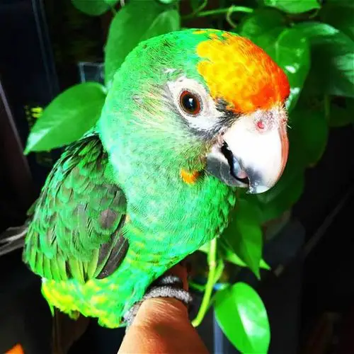 贾丁氏鹦鹉应该如何饲养?在饲养的过程中,主人需要注意哪些问题