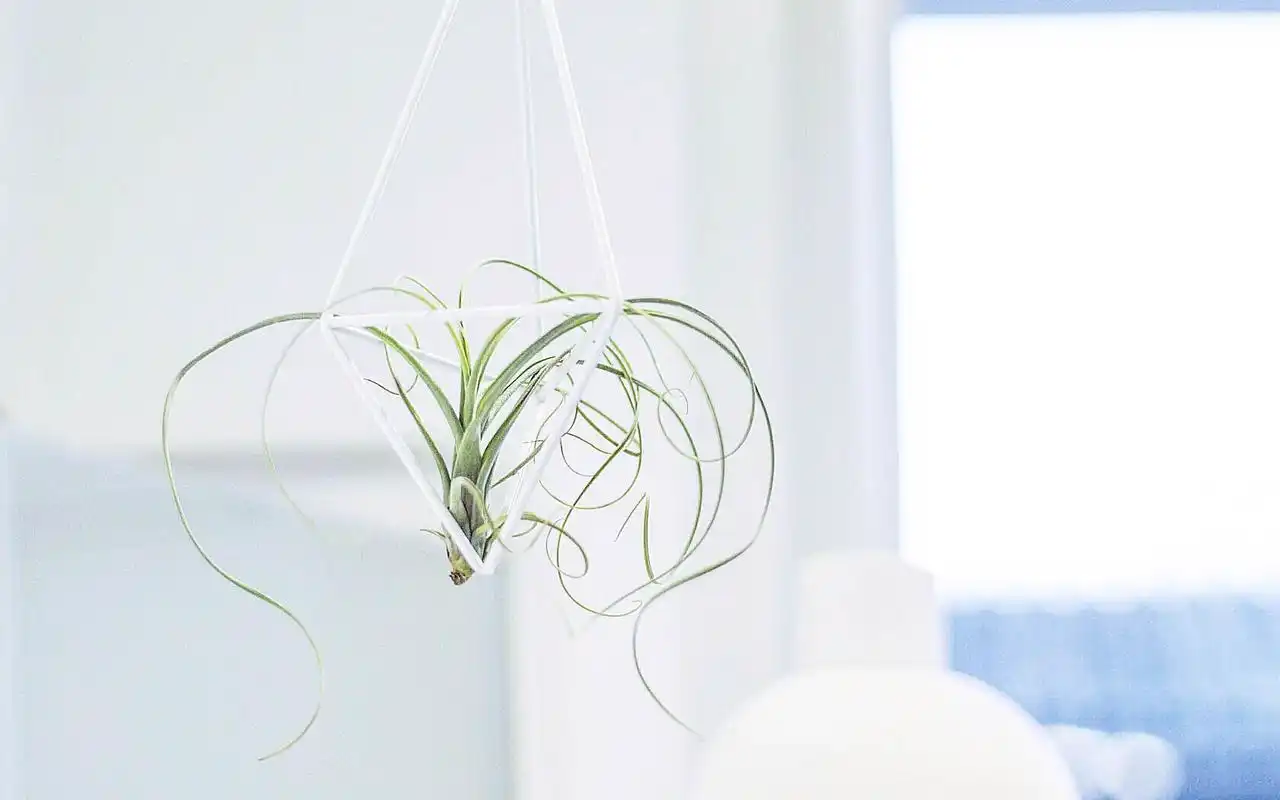 简约白色小清新静物唯美高清桌面壁纸_设计创意_壁纸下载_美桌网