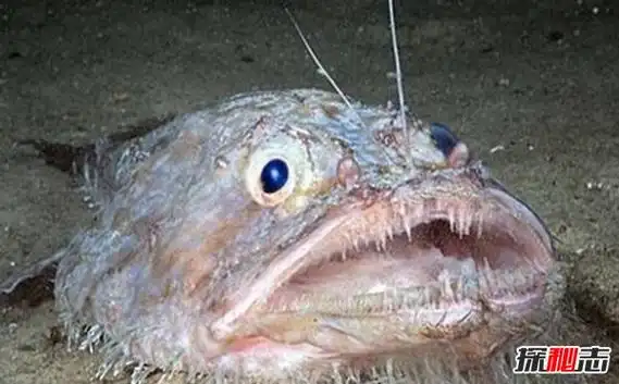 1,吸血鬼鱼吸血鬼鱼光听名字就十分可怕,实际上从