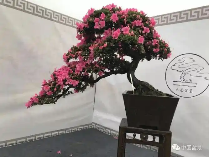 杜鹃花盆景,让人一见倾心!_造型