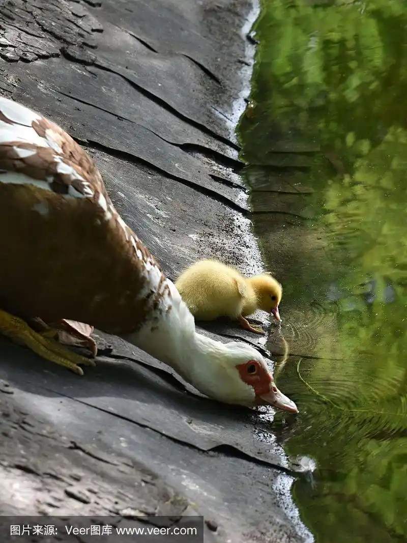 鸭妈妈和小鸭子在喝水