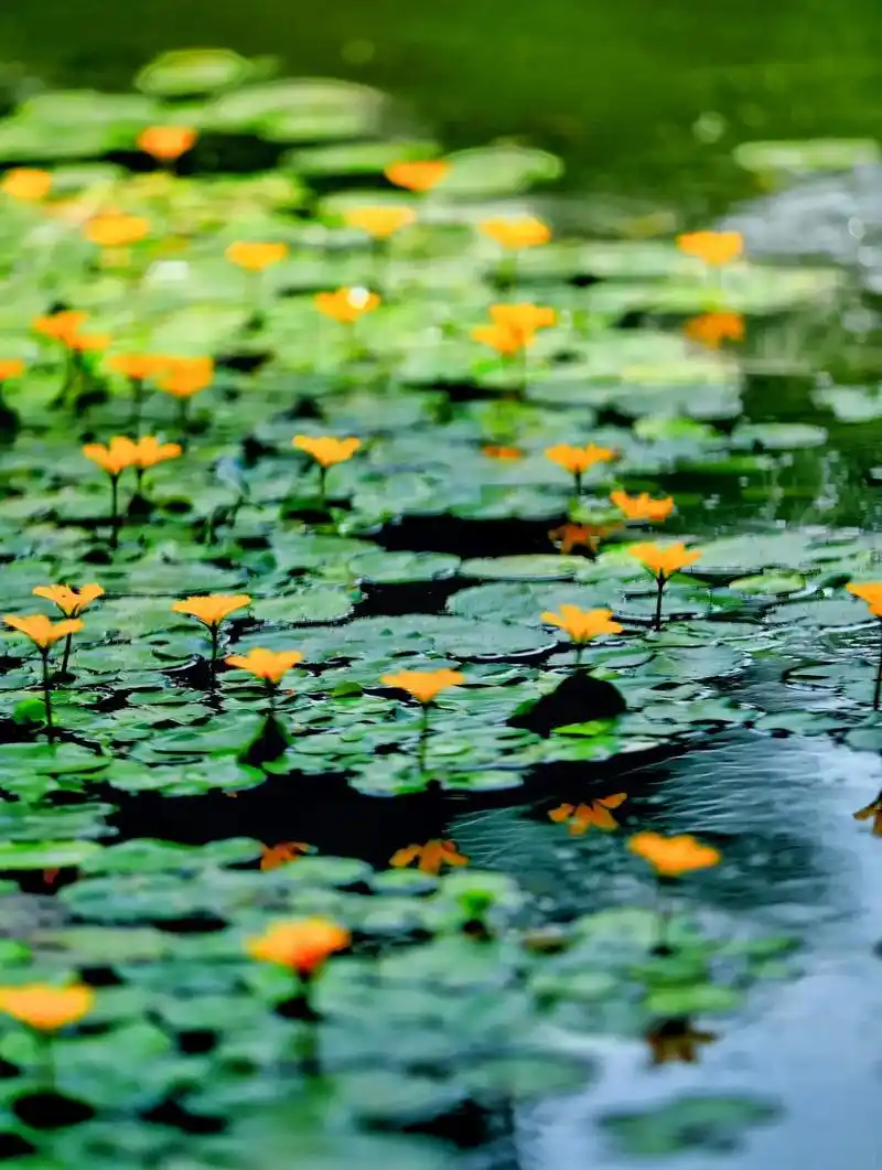 家乡的荇菜～从"参差荇菜,左右流之"到"软泥上的青荇,油油的 - 抖音