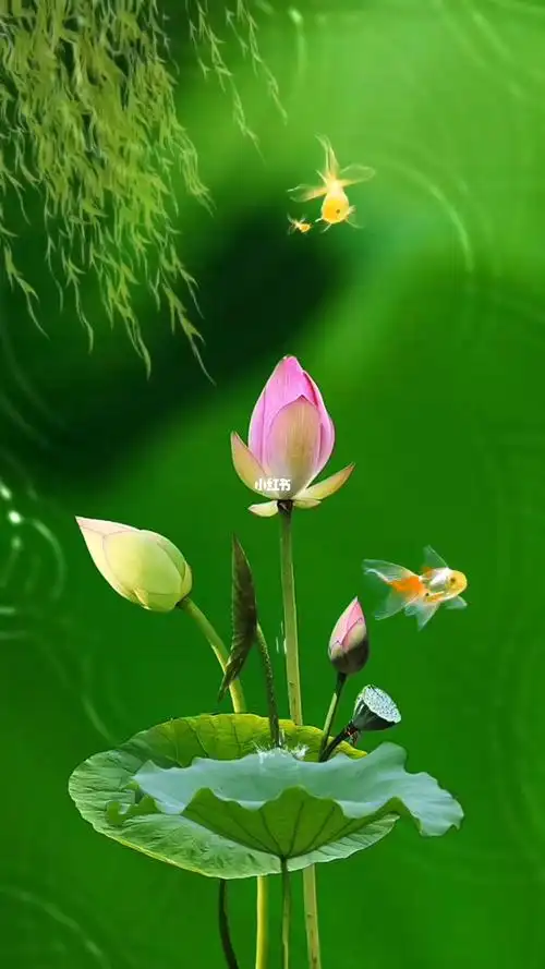 心乱一切乱  心安一切安  心静则心安……#动态壁纸 #治愈 #荷花