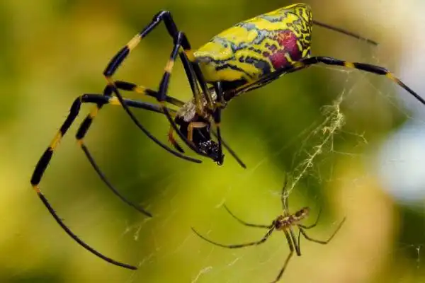 巨型大蜘蛛,巨型蜘蛛吃人
