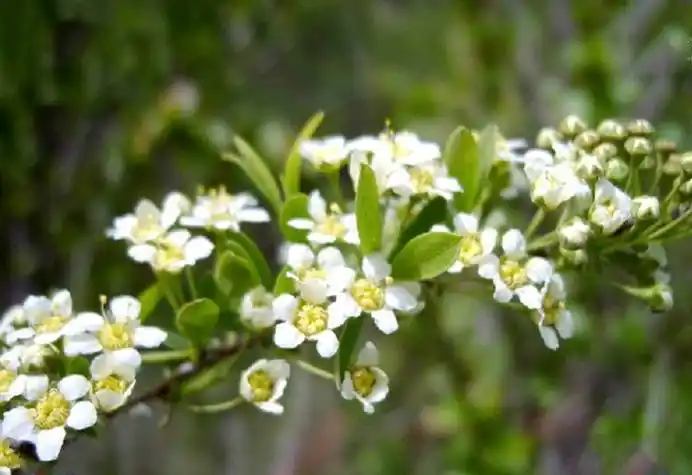 p>绢毛绣线菊(学名: i>spiraea sericea /i> turcz.