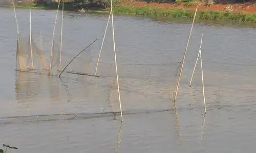 水里的"迷魂阵" - 新闻 - 湖南日报网 - 华声在线