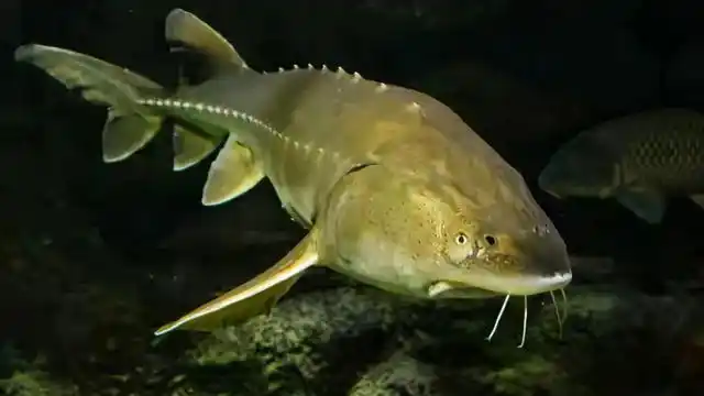 过千斤的鲟鳇鱼需要长多少年?鲟鳇鱼没有天敌为何成了极危物种?